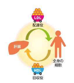 コレステロールのお話